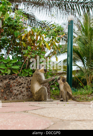 Singe vert (Chlorocebus pygerythrus) un juvénile curieux regarde sa mère alimentaires extraits d'un capitule. Banque D'Images