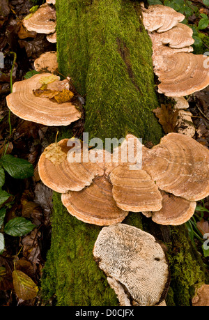 Mazegill Daedalea quercina (chêne) sur oak log en automne, Parc National d'Exmoor, Devon, England, UK Banque D'Images