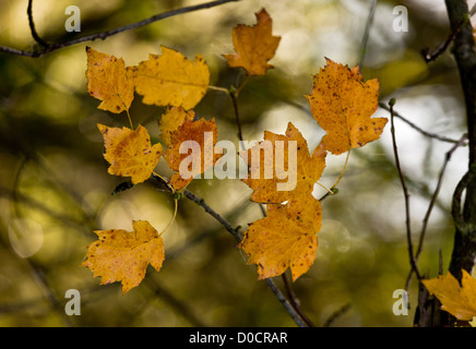 Alisier torminal (sorbus torminalis) close-up de l'automne feuillage, Dorset, England, UK Banque D'Images