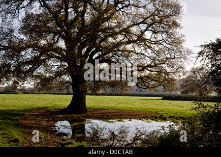 Étang de ferme dans la vallée de la Stour, près de Sturminster Newton, avec arbre de chêne commun à l'automne. Dorset, Angleterre, RU Banque D'Images