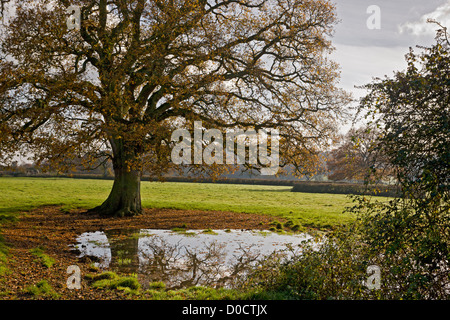 Étang de ferme dans la vallée de la Stour, près de Sturminster Newton, avec arbre de chêne commun à l'automne. Dorset, Angleterre, RU Banque D'Images