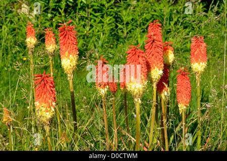 Fleurs de Tritoma (Kniphofia), autres noms communs : red hot poker, poker, lily torche plante). Banque D'Images