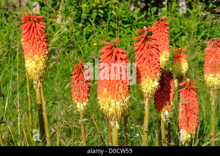 Fleurs de Tritoma (Kniphofia), autres noms communs : red hot poker, poker, lily torche plante). Banque D'Images