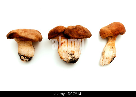 King oyster mushroom on a white background Banque D'Images