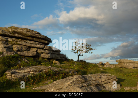 Lone Tree sur aubépine Feather Tor en été Dartmoor National Park, Devon, Angleterre, Royaume-Uni Banque D'Images