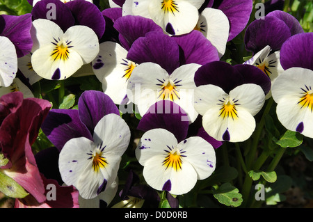 Cornes de floraison violette (Viola Cornuta), en avril, Normandie, France. Banque D'Images