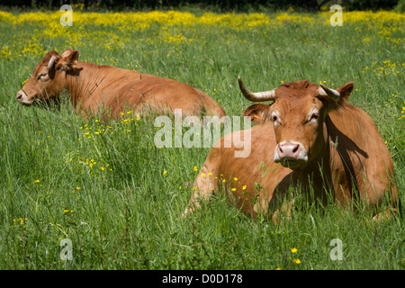 Vaches LIMOUSINES BOCAGE DE SAVIGNY-EN-VERON Indre-et-Loire (37) FRANCE Banque D'Images