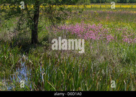 Un paysage de bocage floraison au printemps Indre-et-Loire (37) FRANCE Banque D'Images