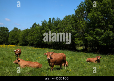 Vaches LIMOUSINES BOCAGE DE SAVIGNY-EN-VERON Indre-et-Loire (37) FRANCE Banque D'Images