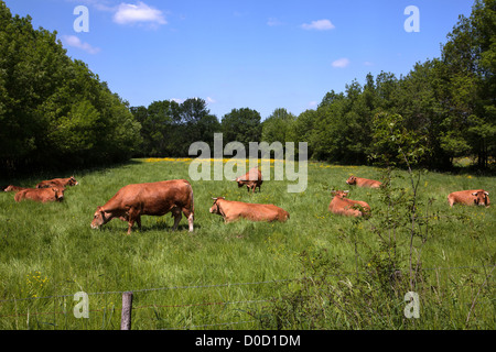 Vaches LIMOUSINES BOCAGE DE SAVIGNY-EN-VERON Indre-et-Loire (37) FRANCE Banque D'Images