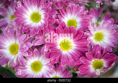 Gros plan d'une bande de fleurs Aster amellus Banque D'Images