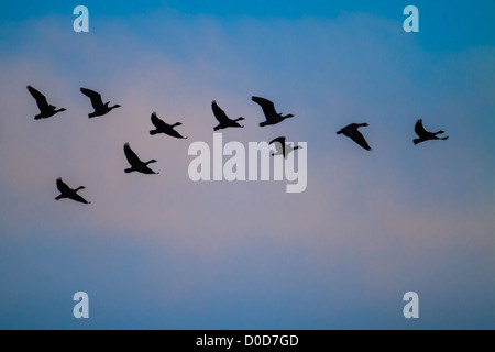 Oie à bec court (Anser brachyrhynchus) troupeau en vol à l'aube, King's Lynn, Norfolk Banque D'Images