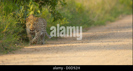 Léopards de la parc Kruger, Afrique du Sud Banque D'Images