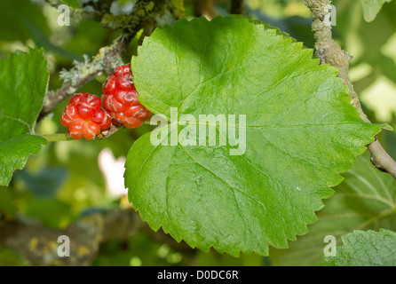 Le mûrier noir (morus nigra) avec des fruits mûrs, close-up Banque D'Images