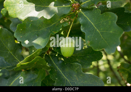 Le chêne pédonculé (Quercus robur) feuilles et glands, close-up, Hampshire, England, UK Banque D'Images