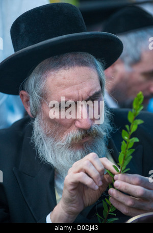 Un homme juif ultra-orthodoxe inspecte un Hadas dans les quatre espèces marché de Jérusalem Israël Banque D'Images