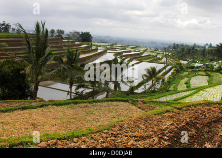 Plantation de riz dans l'après-midi nuageux. Bali, Indonésie Banque D'Images