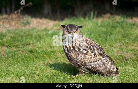 Eagle owl relaxing on grass Banque D'Images