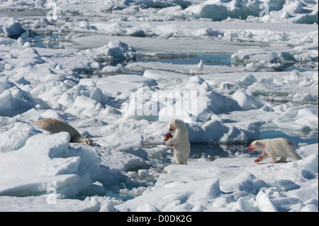 Oursons polaires (Ursus maritimus) manger sur une carcasse, archipel du Svalbard, mer de Barents, Norvège Banque D'Images