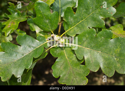 Chêne sessile (Quercus petraea) feuilles et glands, close-up Banque D'Images