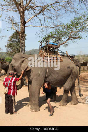 Elephant Camp sur la rivière Mae Kok, Baan Ruamit Ruammit, Karen, province de Chiang Rai, Thaïlande, Asie Banque D'Images