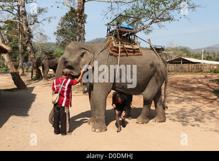 Elephant Camp sur la rivière Mae Kok, Baan Ruamit Ruammit, Karen, province de Chiang Rai, Thaïlande, Asie Banque D'Images