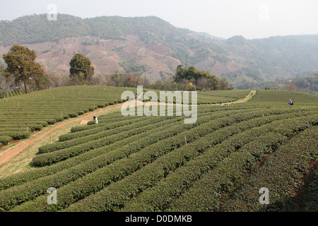 101 plantation de thé, plantations de thé Oolong à Mae Salong, Santikhiri, 1800 m, province de Chiang Rai, dans le nord de la Thaïlande, Asie Banque D'Images
