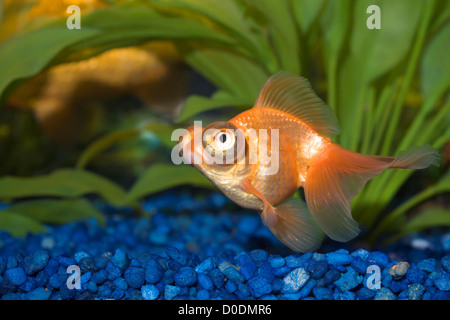 Gros plan sous-marin dans l'aquarium de poissons rouges de télescope Banque D'Images