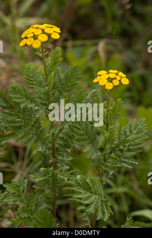 Tanaisie (Tanacetum vulgare) en fleurs. Herb naturalisés. Banque D'Images