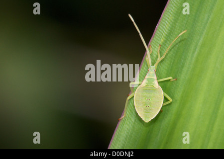 Katydid nymphe. La famille Tettigoniidae, connu en anglais américain comme katydids et en anglais britannique comme bush-grillons. Banque D'Images