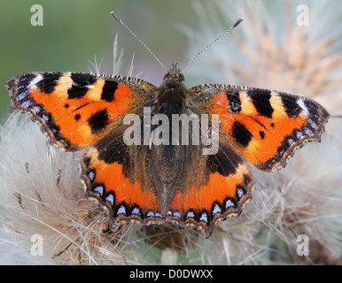 Petit papillon écaille posant sur graines de chardon Banque D'Images
