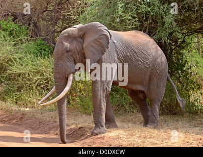 Grand éléphant mâle qui traversent la route dans le parc national du lac Manyara Banque D'Images