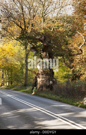 Le Chêne à gros ventre Savernake Forest, près de Marlborough, Wiltshire, Royaume-Uni. L'arbre est pensé à plus de 1 000 ans Banque D'Images