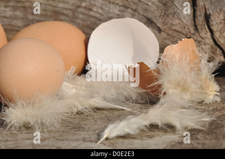 Vide les oeufs cassés dans les plumes duveteuses Banque D'Images