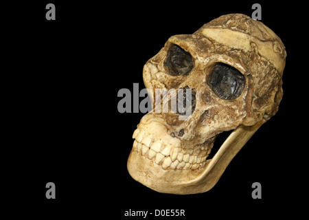 L'australopithecus africanus crâne Sts 5 'Mrs. Ples" Banque D'Images