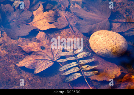 L'automne les feuilles submergées dans une rivière Ure Rock Pool at Aysgarth Falls Wensleydale North Yorkshire Angleterre Banque D'Images