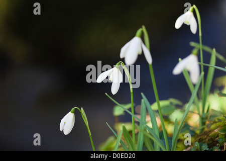 Perce-neige (Galanthus nivalis sauvages) croissant sur les rives de la rivière Afon Dwyfor en hiver. Gwynedd au nord du Pays de Galles UK Grande-Bretagne Banque D'Images