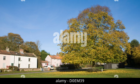 Grand chêne en automne leaf sur village green Southwold, Suffolk, Angleterre Banque D'Images