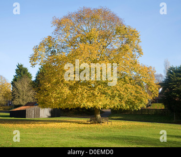 Grand chêne en automne leaf sur village green Southwold, Suffolk, Angleterre Banque D'Images