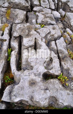 Des formations de roche karstique du Burren Irlande Banque D'Images