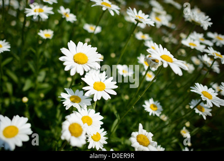 ARLINGTON, Virginie, États-Unis — le jardin de roses bon Air à Arlington, un jardin serein et magnifiquement aménagé avec une grande variété de roses. Les visiteurs se promènent le long des sentiers, admirant les fleurs vibrantes et les parfums. Le jardin offre une retraite tranquille et un endroit populaire pour la photographie et la détente. Banque D'Images