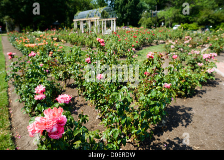 ARLINGTON, Virginie, États-Unis — le jardin de roses bon Air à Arlington, un jardin serein et magnifiquement aménagé avec une grande variété de roses. Les visiteurs se promènent le long des sentiers, admirant les fleurs vibrantes et les parfums. Le jardin offre une retraite tranquille et un endroit populaire pour la photographie et la détente. Banque D'Images