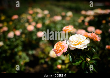 ARLINGTON, Virginie, États-Unis — le jardin de roses bon Air à Arlington, un jardin serein et magnifiquement aménagé avec une grande variété de roses. Les visiteurs se promènent le long des sentiers, admirant les fleurs vibrantes et les parfums. Le jardin offre une retraite tranquille et un endroit populaire pour la photographie et la détente. Banque D'Images