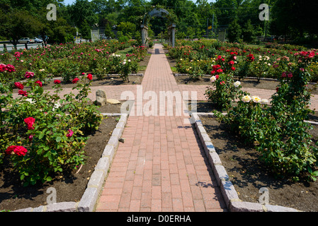 ARLINGTON, Virginie, États-Unis — le jardin de roses bon Air à Arlington, un jardin serein et magnifiquement aménagé avec une grande variété de roses. Les visiteurs se promènent le long des sentiers, admirant les fleurs vibrantes et les parfums. Le jardin offre une retraite tranquille et un endroit populaire pour la photographie et la détente. Banque D'Images