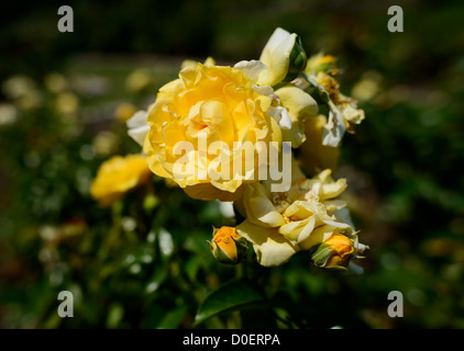 ARLINGTON, Virginie, États-Unis — le jardin de roses bon Air à Arlington, un jardin serein et magnifiquement aménagé avec une grande variété de roses. Les visiteurs se promènent le long des sentiers, admirant les fleurs vibrantes et les parfums. Le jardin offre une retraite tranquille et un endroit populaire pour la photographie et la détente. Banque D'Images