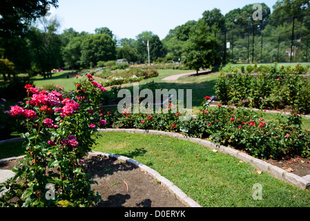 ARLINGTON, Virginie, États-Unis — le jardin de roses bon Air à Arlington, un jardin serein et magnifiquement aménagé avec une grande variété de roses. Les visiteurs se promènent le long des sentiers, admirant les fleurs vibrantes et les parfums. Le jardin offre une retraite tranquille et un endroit populaire pour la photographie et la détente. Banque D'Images