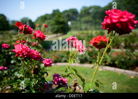 ARLINGTON, Virginie, États-Unis — le jardin de roses bon Air à Arlington, un jardin serein et magnifiquement aménagé avec une grande variété de roses. Les visiteurs se promènent le long des sentiers, admirant les fleurs vibrantes et les parfums. Le jardin offre une retraite tranquille et un endroit populaire pour la photographie et la détente. Banque D'Images