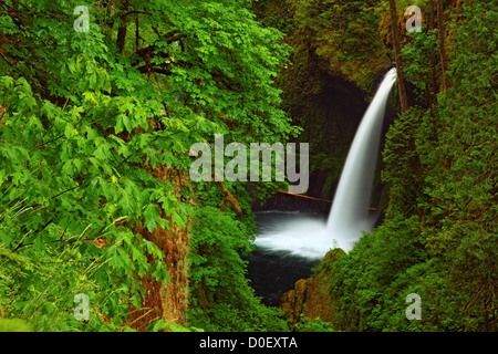 Metlako Falls, l'une des nombreuses cascades dans l'Oregon, sur Eagle Creek le long de la gorge du Columbia National Scenic Area. Banque D'Images