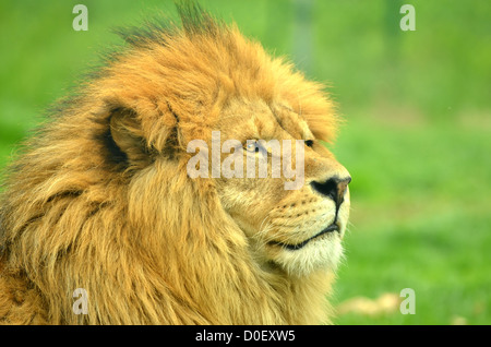 Les trois quarts d'un profil masculin magnifique lion africain avec pleine mane Banque D'Images