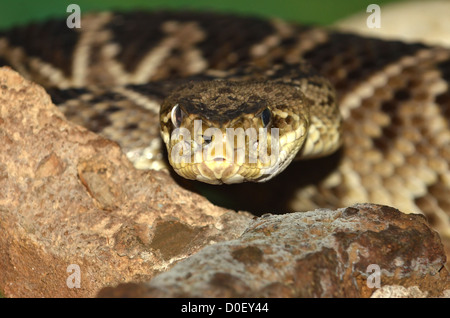 Close up of the eastern diamondback rattle snake. Le plus grand de la crecelle les serpents et est le plus gros serpent venimeux. Banque D'Images